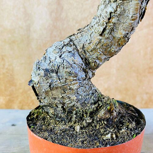 基地直供一物一拍黑松造型盆景松D柏老桩阳台办公室茶台庭院盆栽