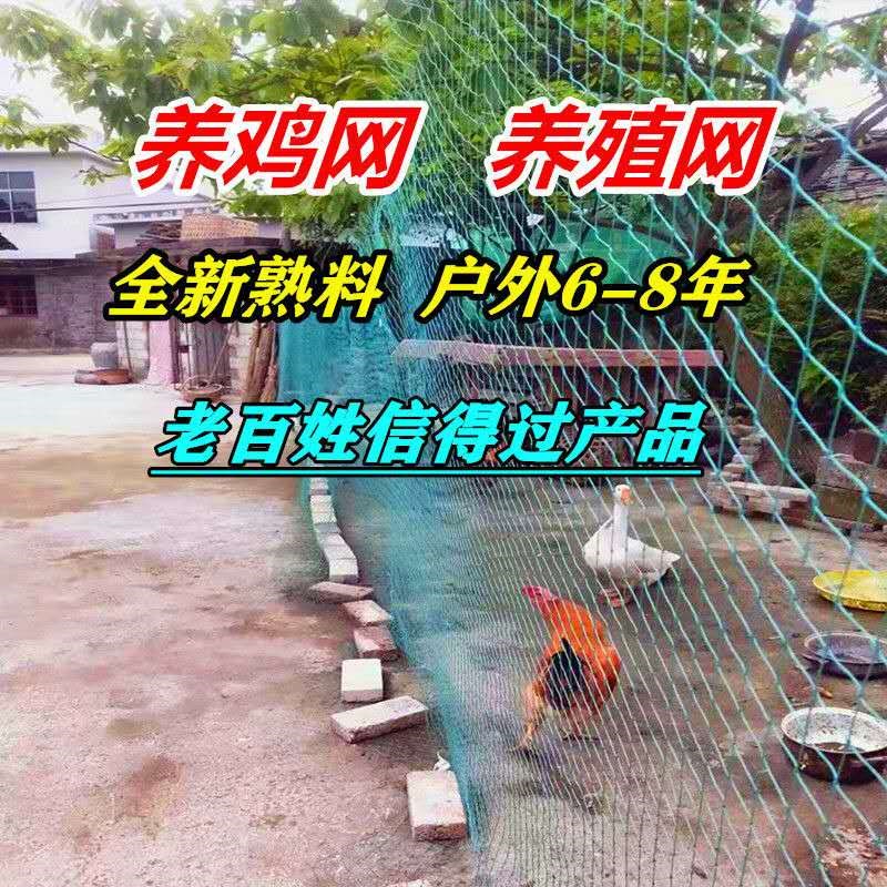 家禽菜园围网防护网养殖t网养鸡网尼龙网拦网鸡网户外安全网防鸟