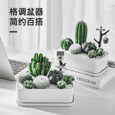 仙人球盆栽仙人掌办q公室内多肉ins植物盆栽仙人掌类植物