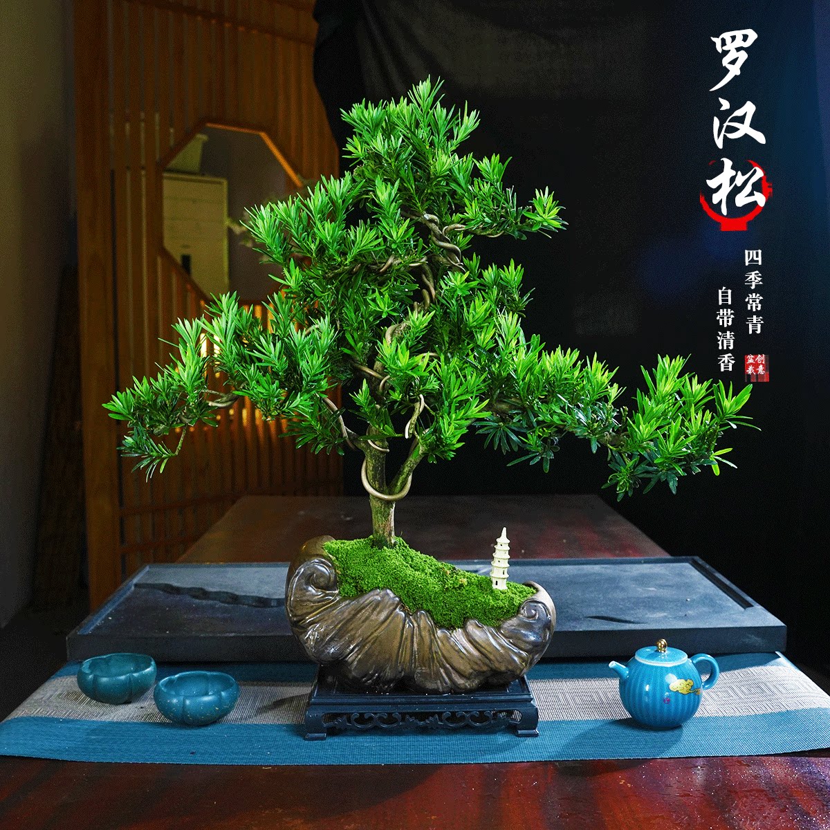 罗汉松盆景老桩植物盆栽雀舌树苗造型树室内花绿植桌面微景观好养