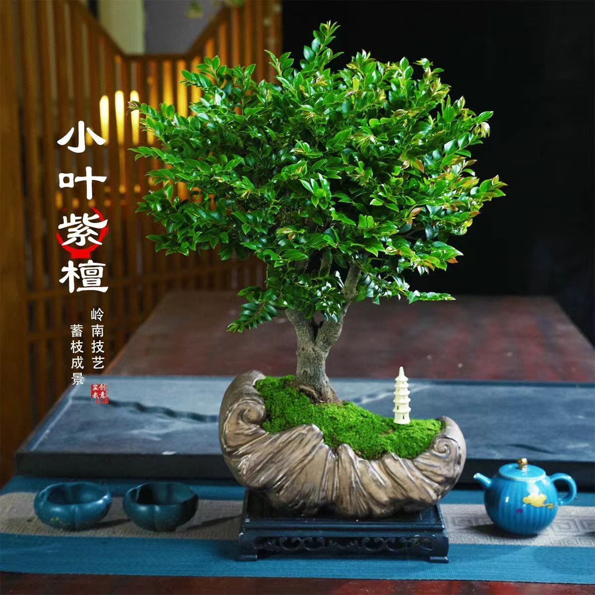 小叶紫檀黑骨茶盆景植物老桩盆栽办公室内花卉绿植四季常青