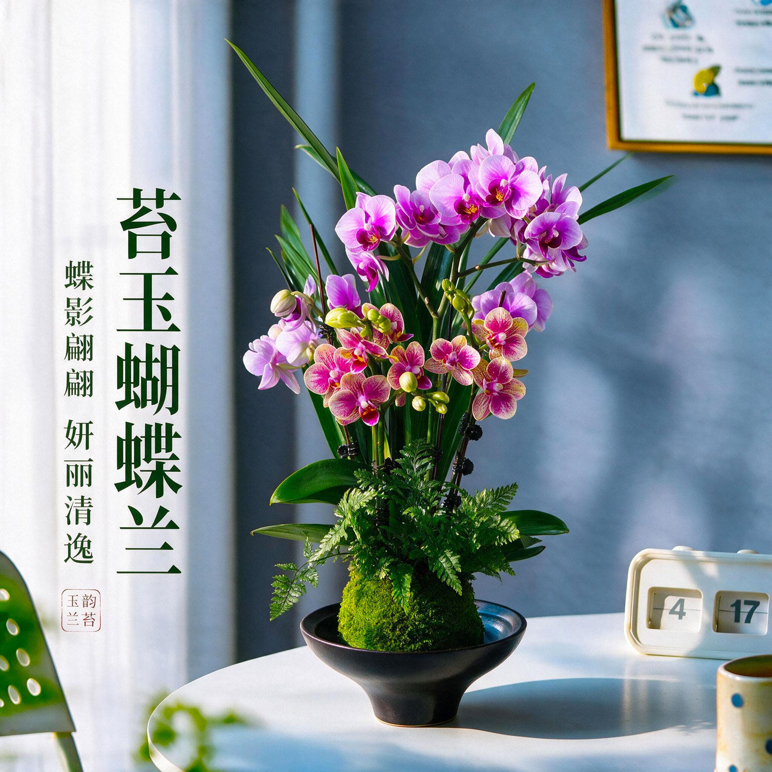 【金蝶宝贝】蝴蝶兰盆景桌面四季常青植物盆栽室内花卉绿植