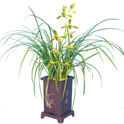 【蕙兰仙绿梅】兰花苗名贵盆w栽花卉植物浓香室内阳台好养兰草国