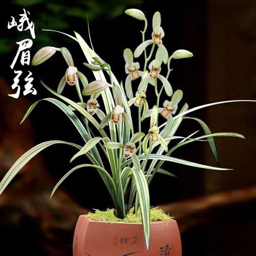 建兰峨眉玄c老种八大铭品之一浓香型花艺双全珍品室内兰花盆栽绿