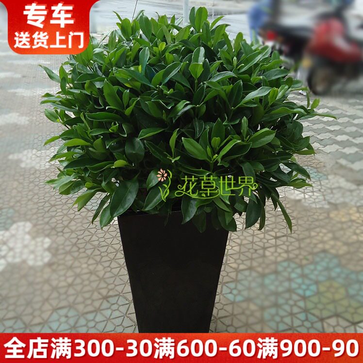 非洲茉莉盆栽耐寒l耐晒植物枝叶丰满茂盛客厅办公室阳台庭院绿植