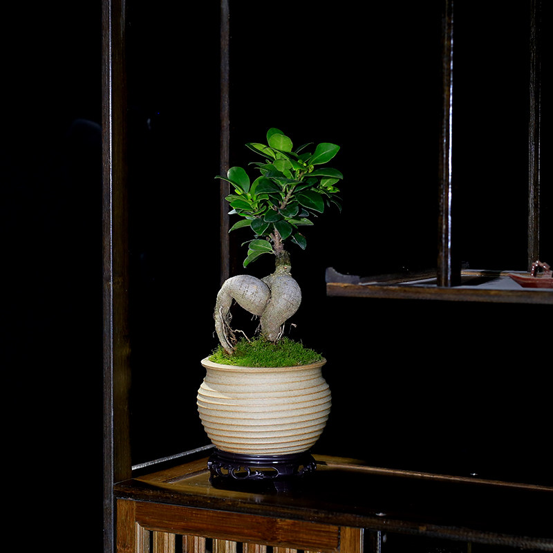 小叶人参榕树盆栽室内办公室茶几桌面小J绿植造型老桩植物四季常