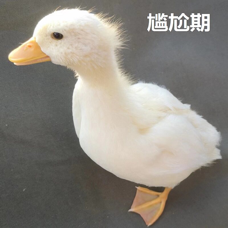 可孵化鸡蛋鸭蛋芦丁鸡种蛋小鸡柯C尔鸭小黄鸭受精种蛋全自动孵化图片