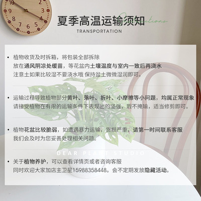 亲爱的绿植 米歇尔仙洞龟背竹盆C栽净化空气好养办公室内桌面植物