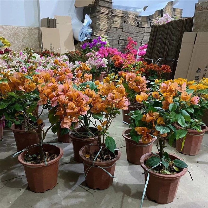 三角梅变c色龙带花四季开花老桩爬藤阳台庭院植物,鲜花速递/花卉仿真/绿植园艺,绣球/木绣球/木本植物,淘宝优惠券,粉丝福利购,淘宝优惠卷