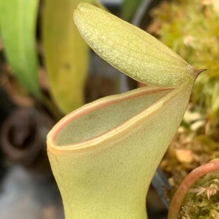 【新品】奶d油葫芦x(马兜铃X葫芦 )猪笼草实生苗