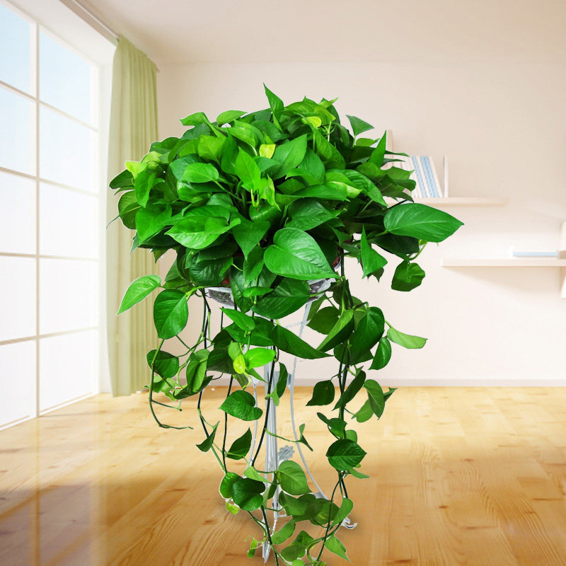 武汉同城大盆e栽绿萝带花架办公室内除甲醛净化空气植物观叶大植,鲜花速递/花卉仿真/绿植园艺,大型绿植/成品组合盆栽,淘宝优惠券,粉丝福利购,淘宝优惠卷