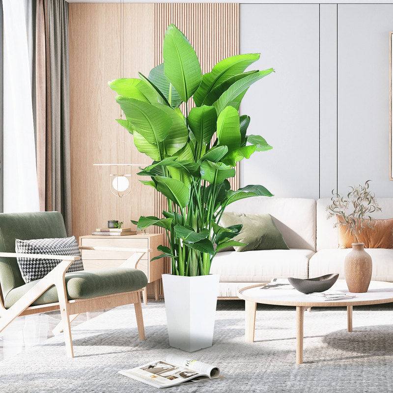 天堂鸟客厅家中绿型植业jvf礼物盆栽室内大植开物办公好室养大型