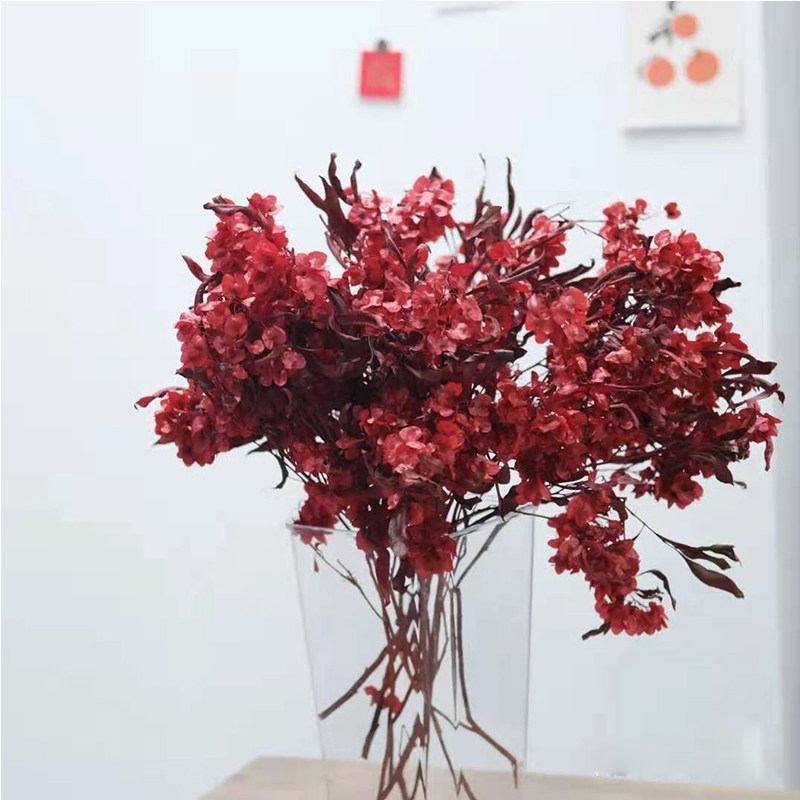 迎客豆蝴蝶花原杆小雏菊年宵花抱抱福桶配花装饰真干花摆件包邮