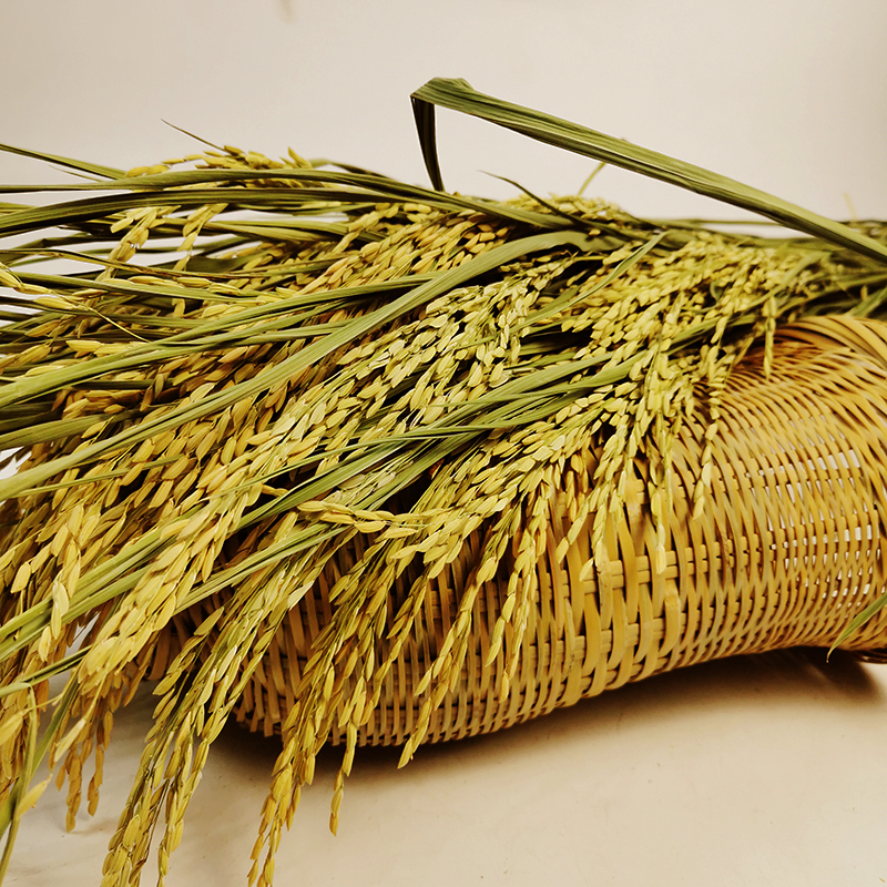 贵州天然干花真水稻穗家居摆设艺术商务会展拍摄道具稻杆麦穗礼品