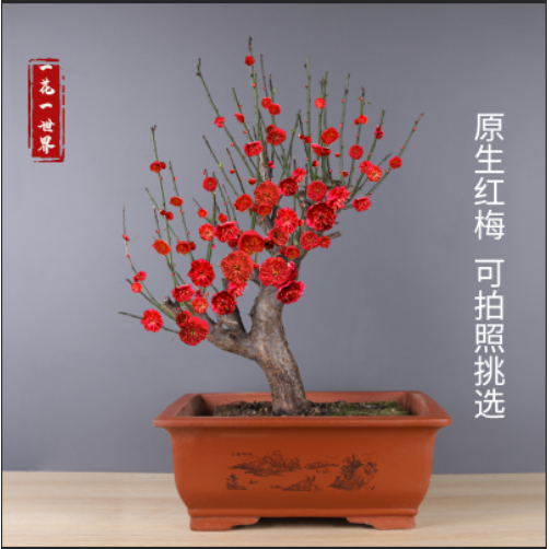 原生梅花盆栽老桩红景腊树