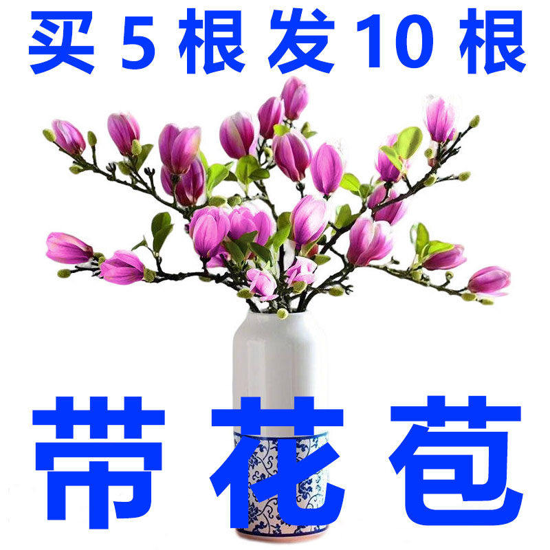 【带花苞发货】水培玉兰浓香型鲜切花枝水养耐寒水培开花花卉植物