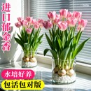 郁金香种球种苗半成品盆栽花卉土培水培室内花四季 好养活盆栽种球