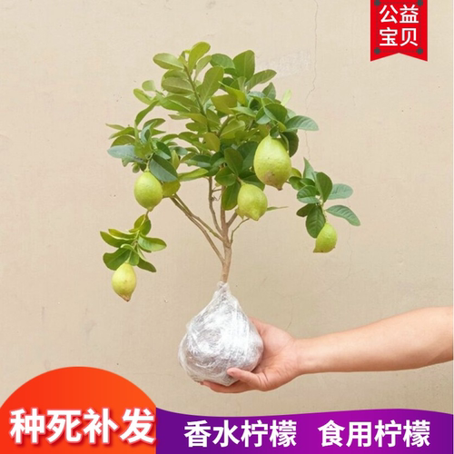盆栽香水柠檬树苗果阳台