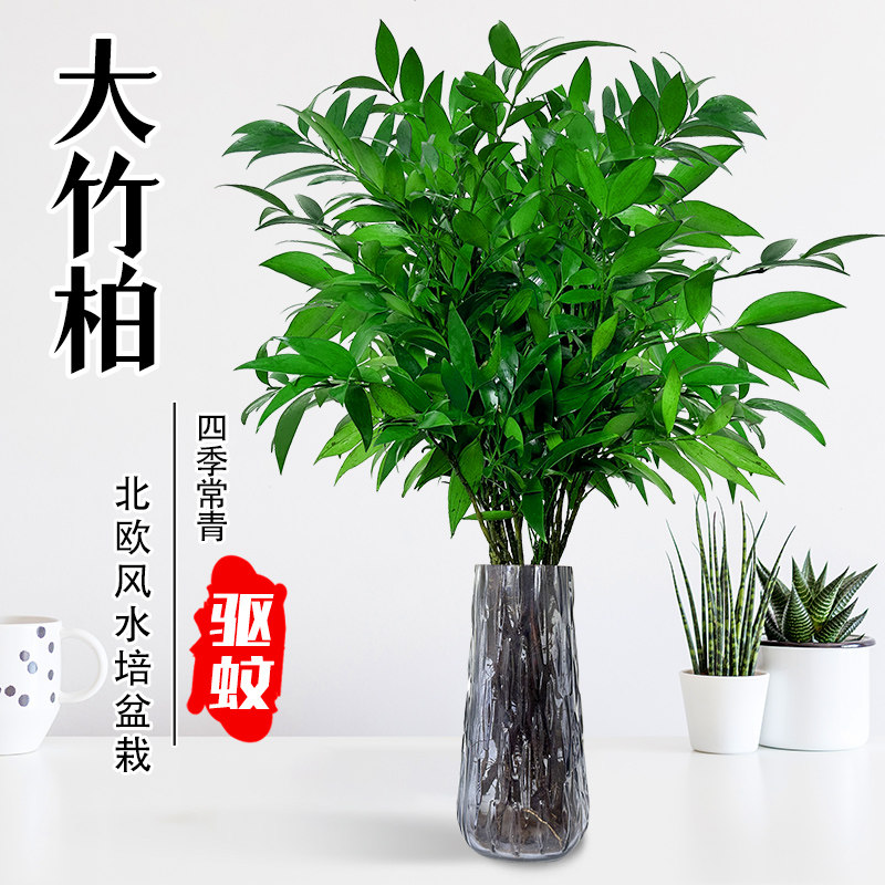 驱蚊竹柏水培室内花卉盆栽办公室桌面绿植四季常青吸甲醛净化空气
