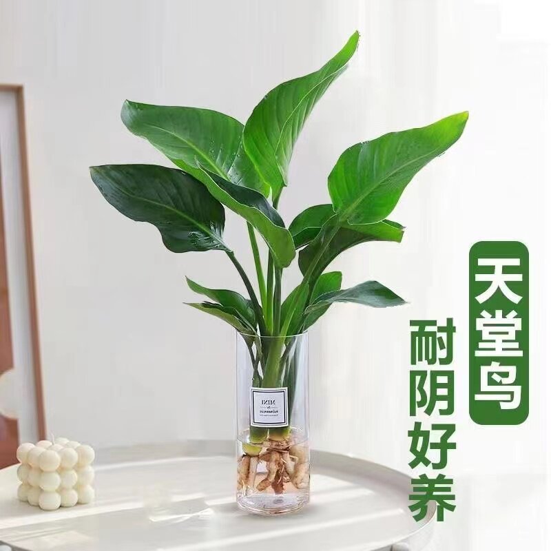 水培天堂鸟植物水养大绿植盆栽四季常青易活花卉鹤望兰室内阳台