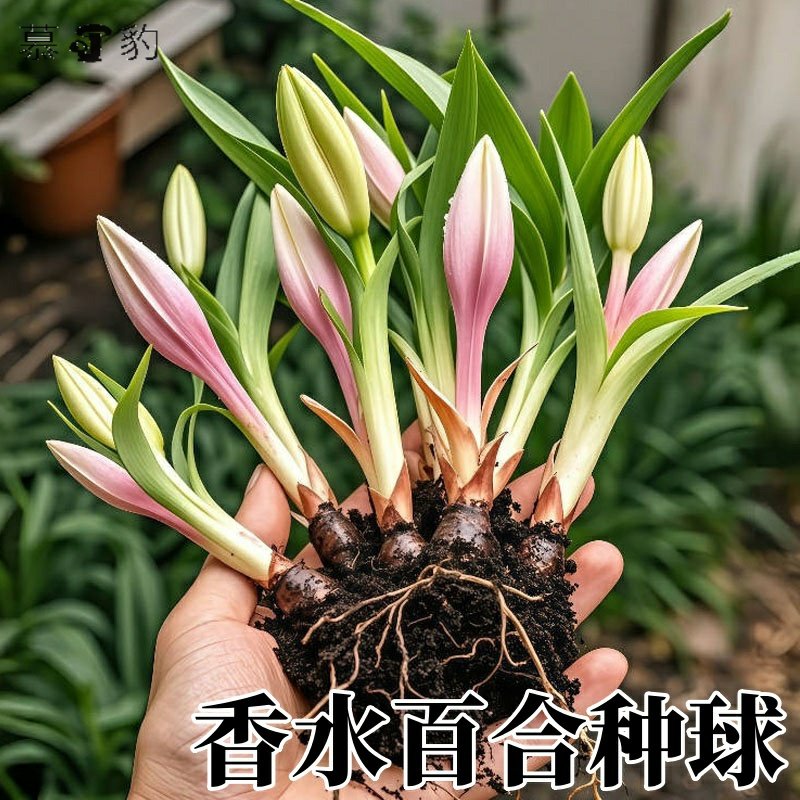 重瓣香水百合花种球室内带花苞盆栽种植苗花卉耐热鲜花绿植花苗