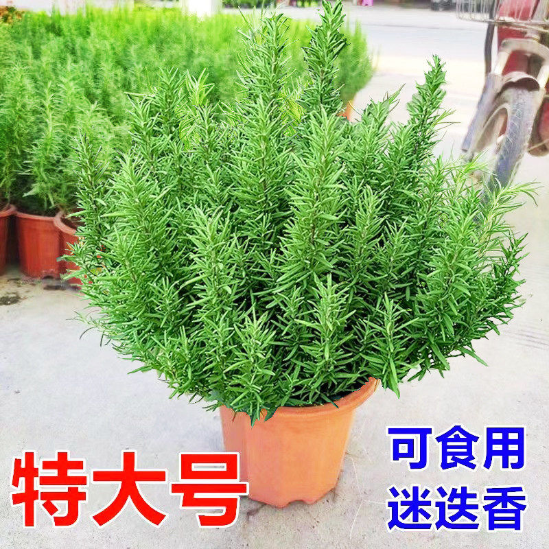 迷迭香盆栽煎牛排可食用驱蚊植物香草薄荷水培花卉绿植紫苏九层塔