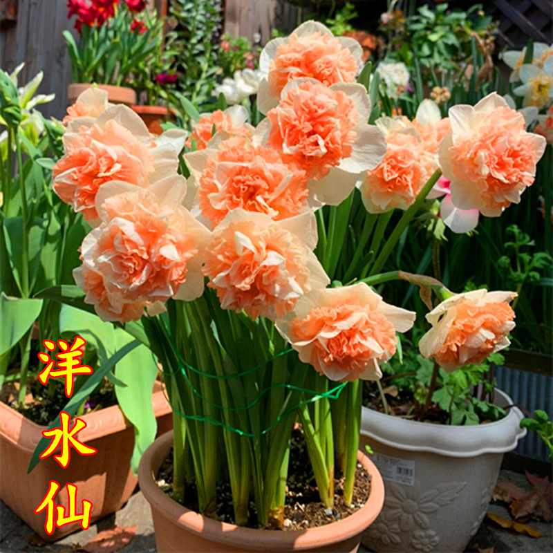 洋水仙种球重瓣养花室内盆