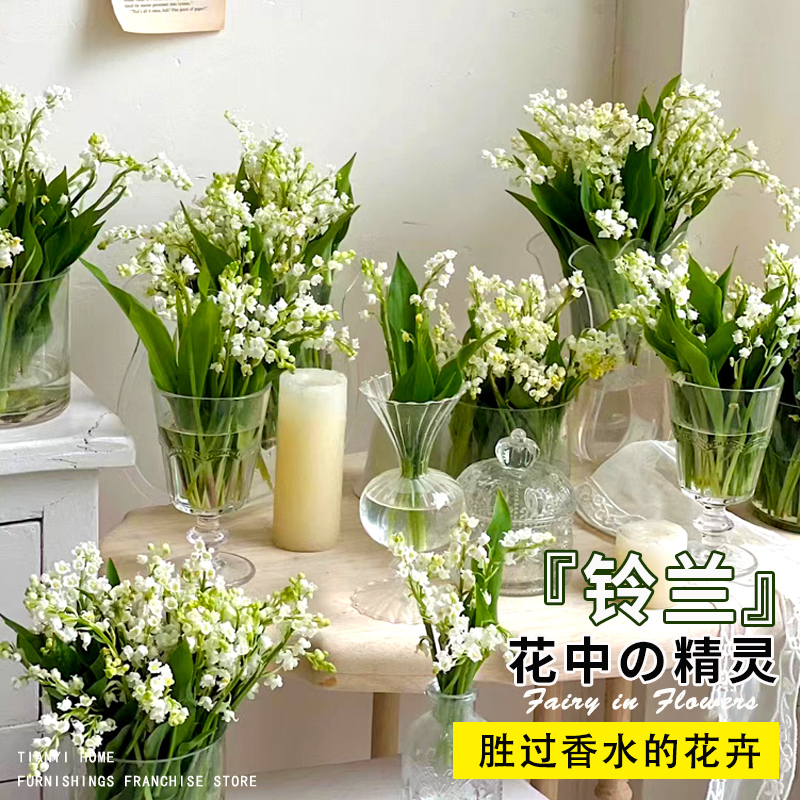 铃兰花盆栽进口种球子卉绿