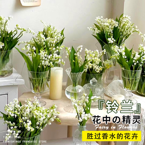 铃兰花盆栽进口种球子卉绿