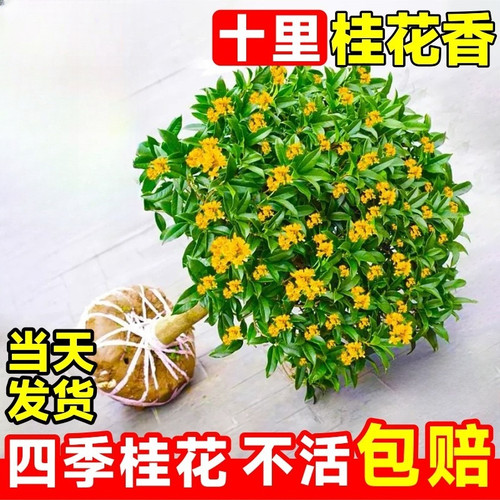 桂花树苗四季盆栽室内卉植
