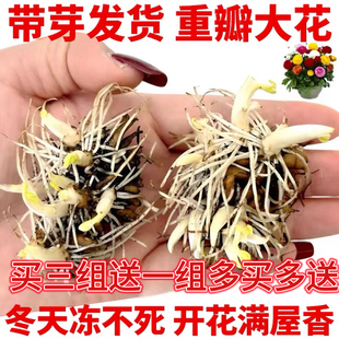 进口花毛茛种球重瓣洋牡丹室内绿植芹叶牡丹根茎庭院盆栽花卉易活