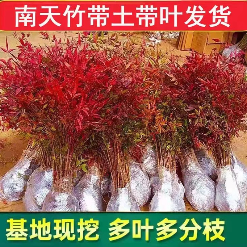 南天竹盆栽树苗火焰室内老