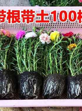 广西太阳花苗重瓣带苞混色