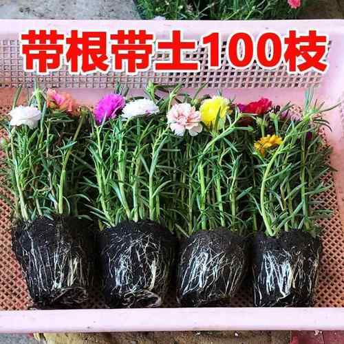 广西太阳花苗重瓣带苞混色