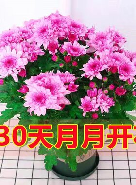 菊花盆栽带发货荷兰月苗耐