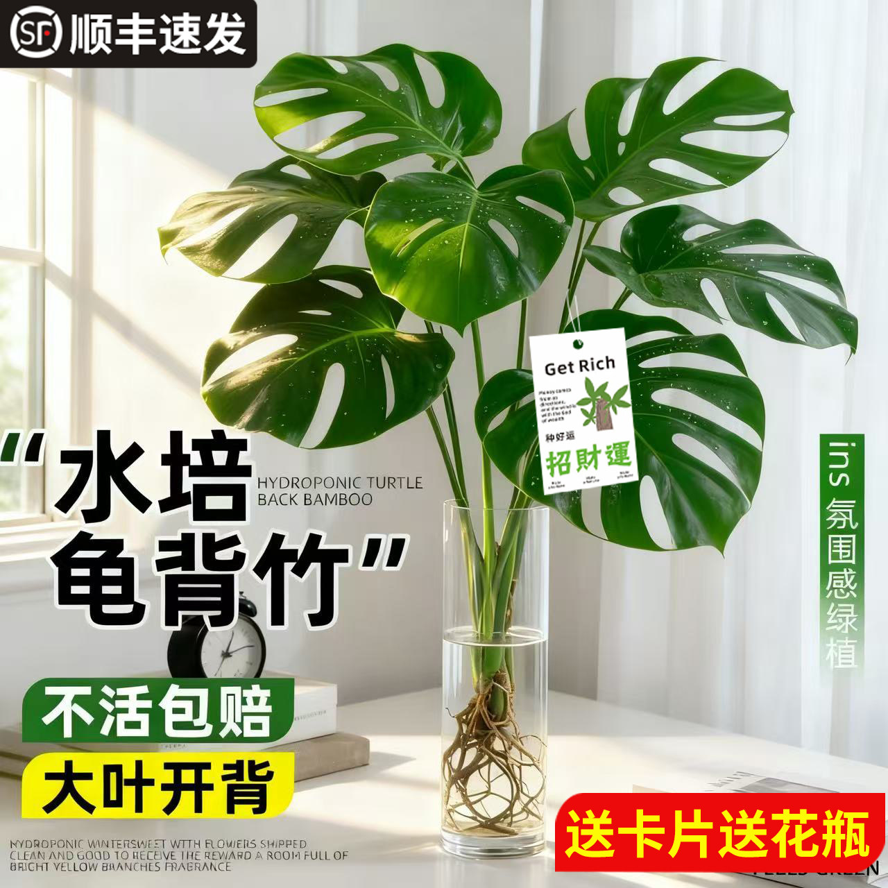大叶龟背竹水培老桩桌摆水养绿植物高级感客厅旺宅四季好养除甲醛,文具电教/文化用品/商务用品,活页胶圈,淘宝优惠券,粉丝福利购,淘宝优惠卷