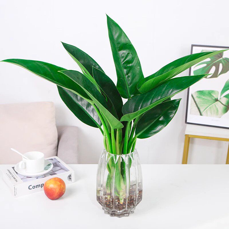 大金钻盆栽水培植物花室内桌面大叶绿公主净化空气吸谋醛水养绿植