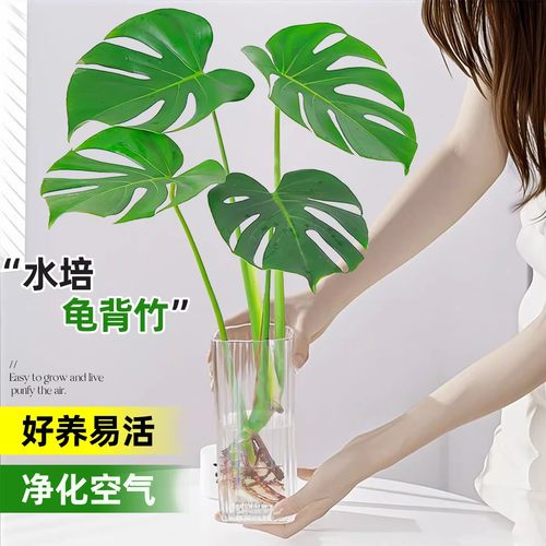 龟背竹水培植物室内好养净