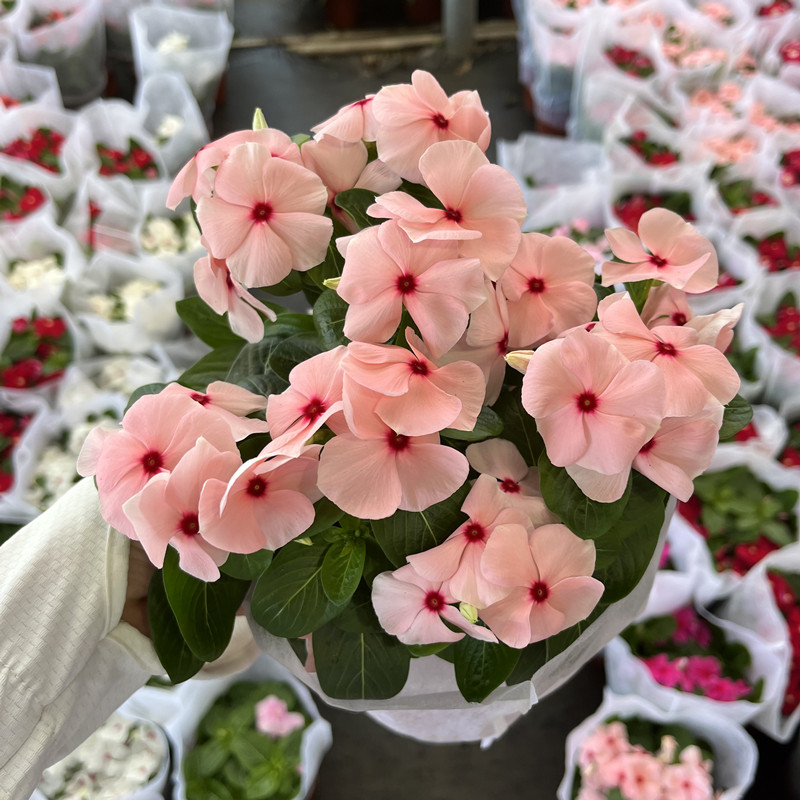 长春花盆栽花苗日日春五瓣梅天天开花带花苞阳台庭院室外好养观花