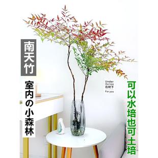 水培植物南天竹盆栽水养室内富贵竹绿植吊钟马醉木好养花卉盆景