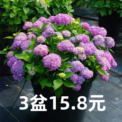 绣球花苗植物无尽夏开好养