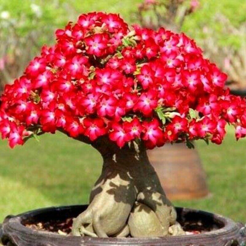 沙漠玫瑰盆栽老桩四季开花重瓣花卉多肉室内阳台植物盆景