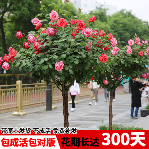 棒糖树桩月季花苗特大玫瑰