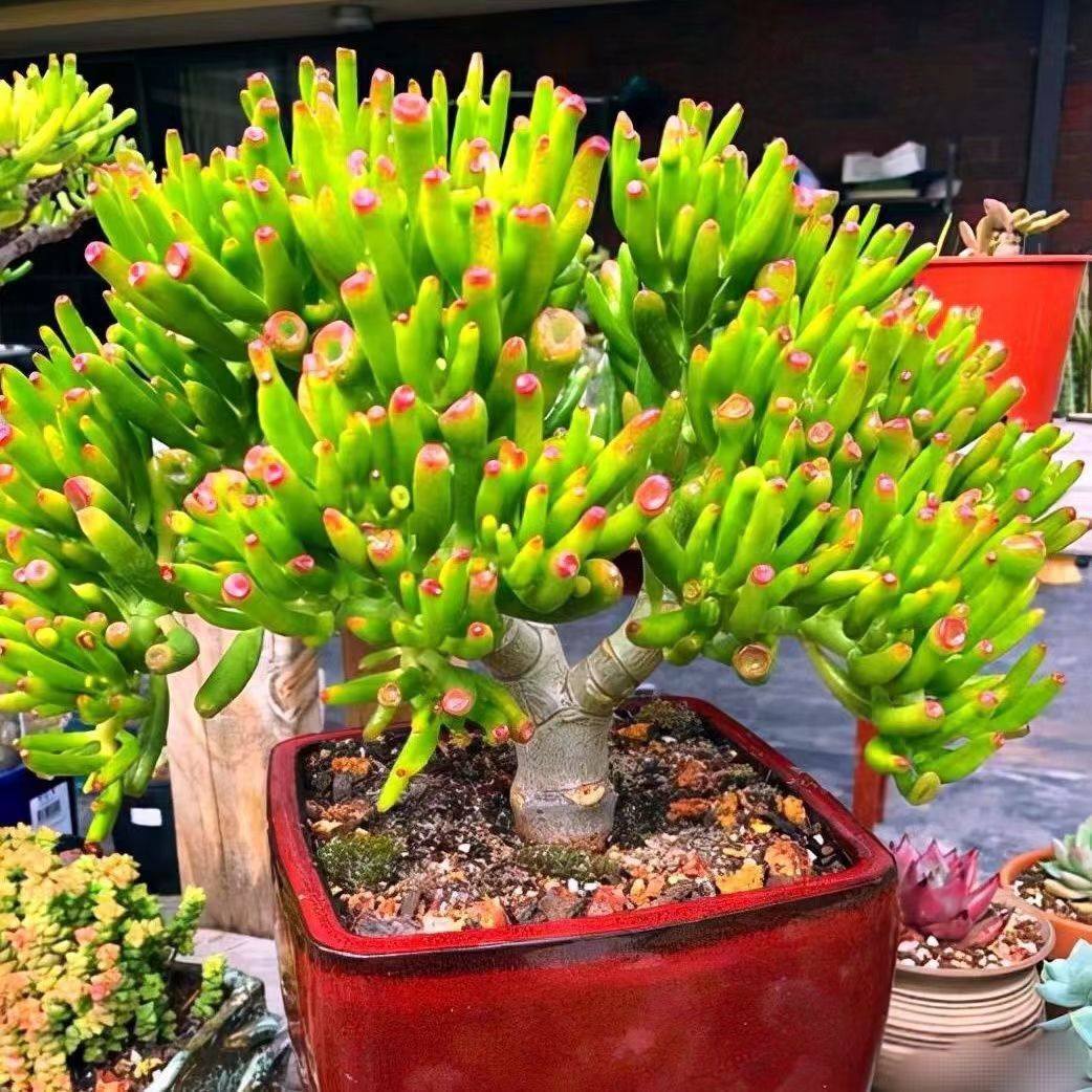 客厅旺宅树吸财树招财猫老桩多肉植物发财树客厅旺宅摆放花好养,文具电教/文化用品/商务用品,活页胶圈,淘宝优惠券,粉丝福利购,淘宝优惠卷