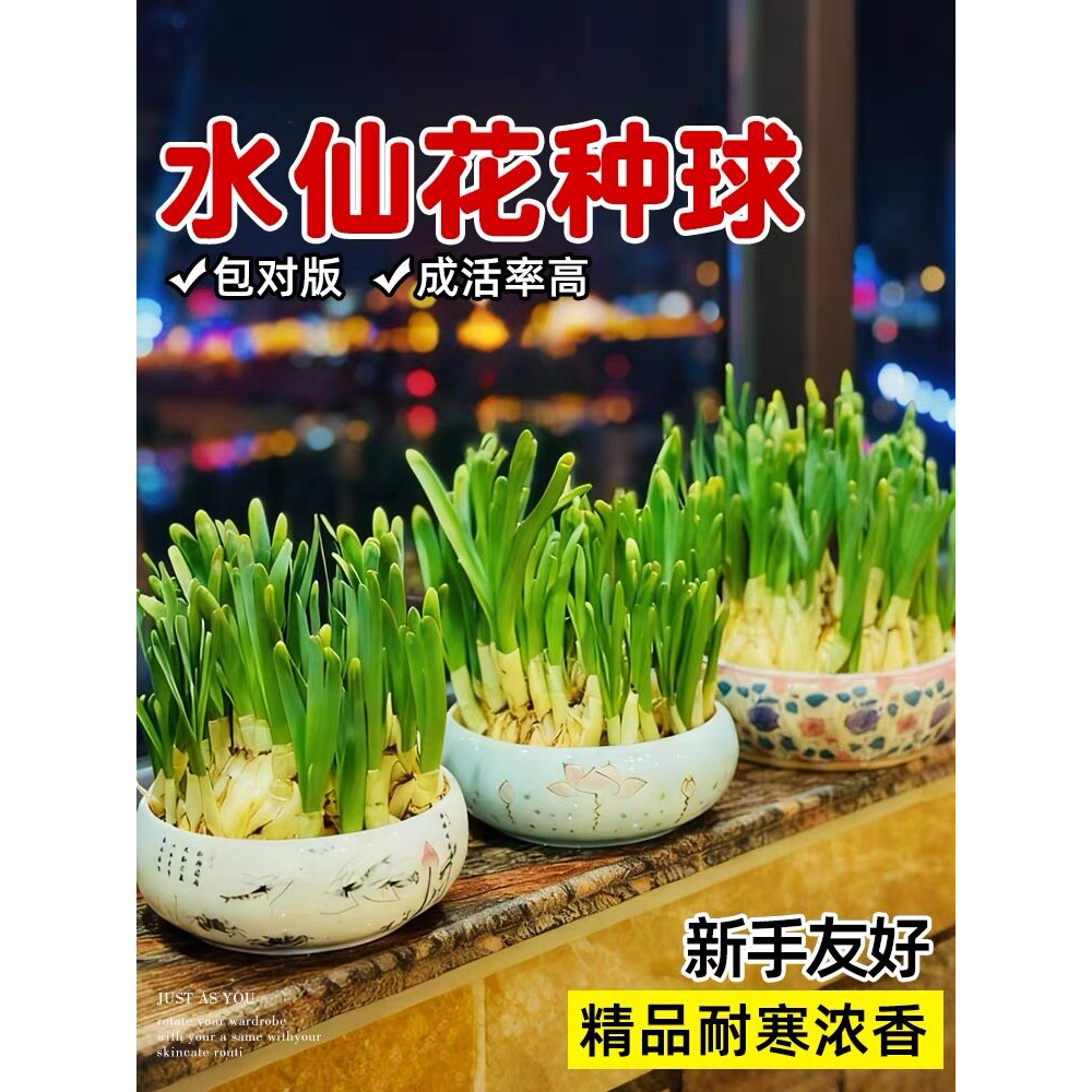 水仙花种球特大漳州重瓣水仙花水培盆栽春节开郁金香室内植物花卉