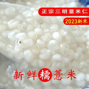 宁化薏米仁农家自种优质福建淮土香糯小薏仁苡米仁碎糯小薏米茯苓