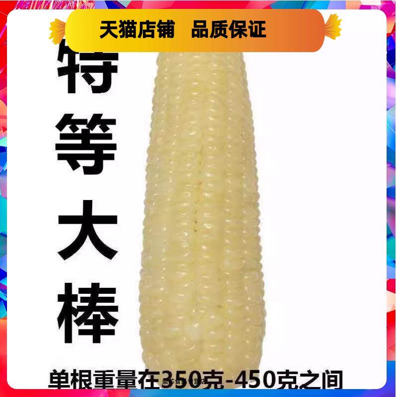 长白山新收甜糯玉米大棒有嚼劲白糯苞米10根速冻装单根360-450克