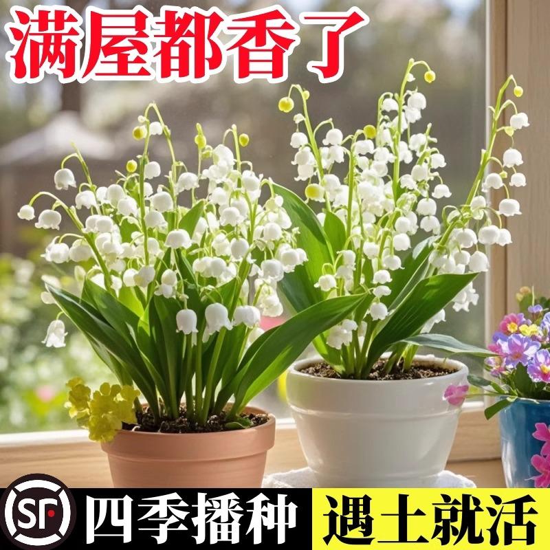 铃兰花苗带芽带根盆栽种球