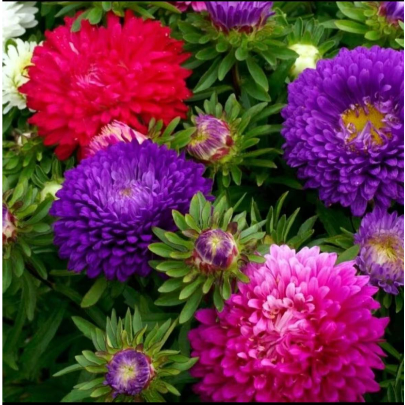 多年生翠菊花种子重瓣大花