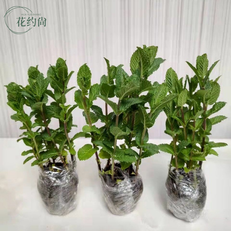 薄荷苗盆栽可食用新鲜薄荷叶家庭办公室阳台植物驱蚊